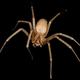 Illustration for article titled Spider Evolution Should Make You Even More Terrified Of Spiders